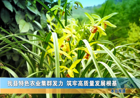 我縣特色農(nóng)業(yè)集群發(fā)力 筑牢高質量發(fā)展根基